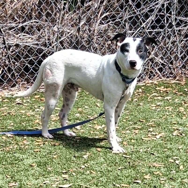 Enlarge Milky Way, a Adoptable Mixed Breed in Sarasota, FL image 3/6