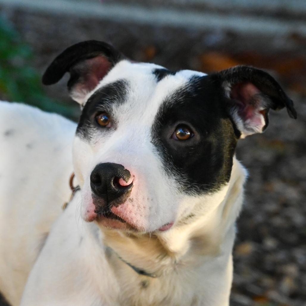 Enlarge Milky Way, a Adoptable Mixed Breed in Sarasota, FL image 4/6