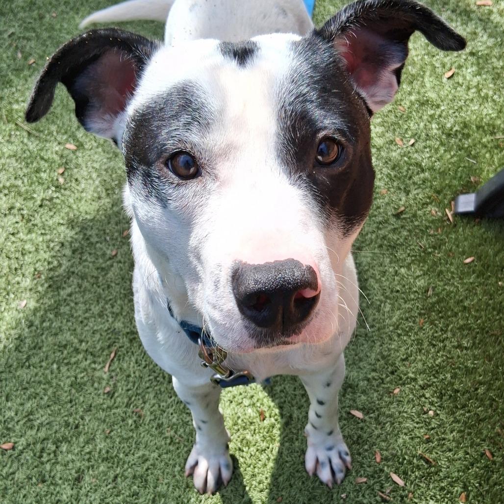 Enlarge Milky Way, a Adoptable Mixed Breed in Sarasota, FL image 5/6