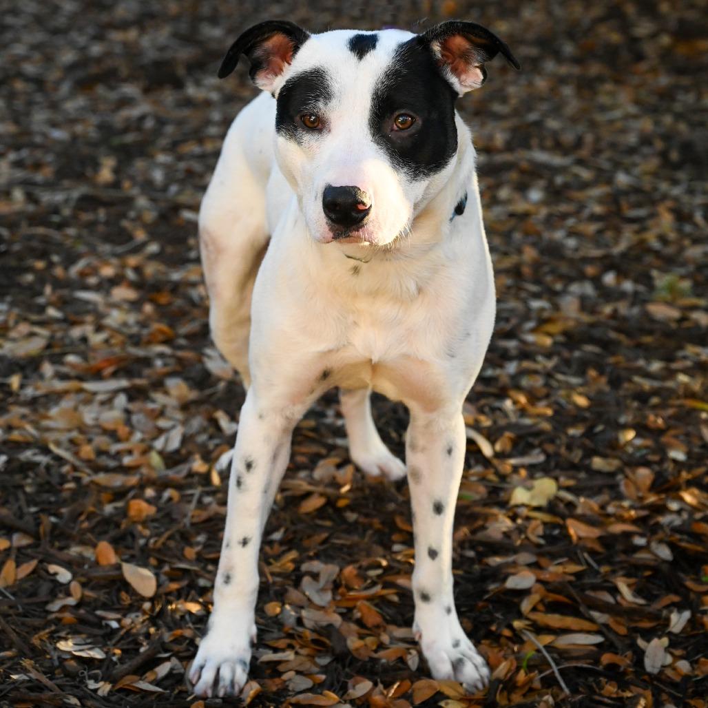 Enlarge Milky Way, a Adoptable Mixed Breed in Sarasota, FL image 6/6