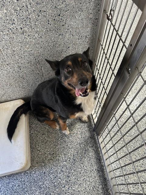 Enlarge THUMPER, a Adoptable mixed breed in Paradise, CA image 1/1