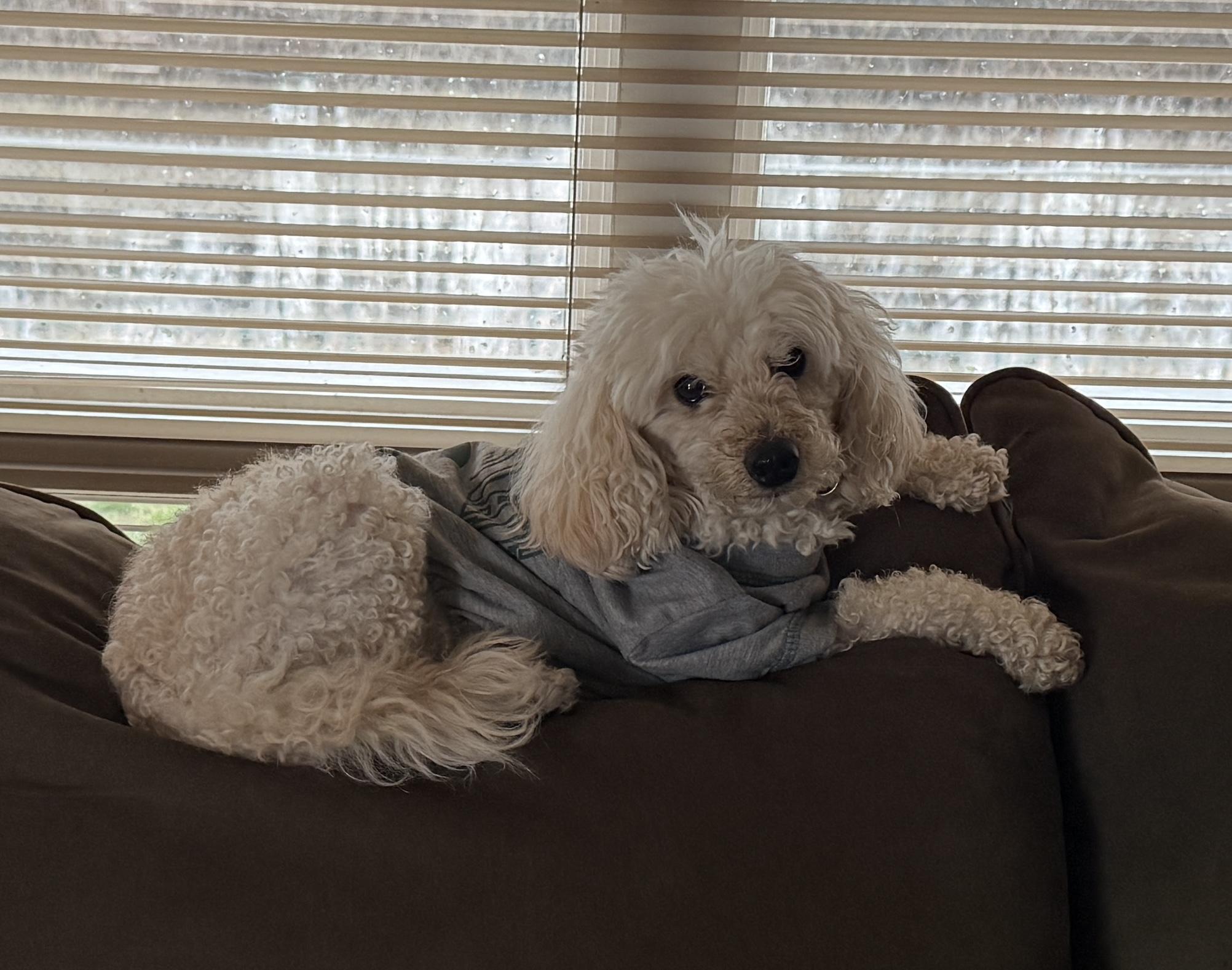 Enlarge Sparty, a ADOPTABLE Miniature Poodle in Holland, MI image 1/1