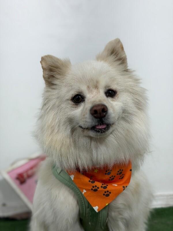 Truelove-One of our Amazing Rescue Dogs, Adoptable, Young Male Pomeranian & American Eskimo Dog.