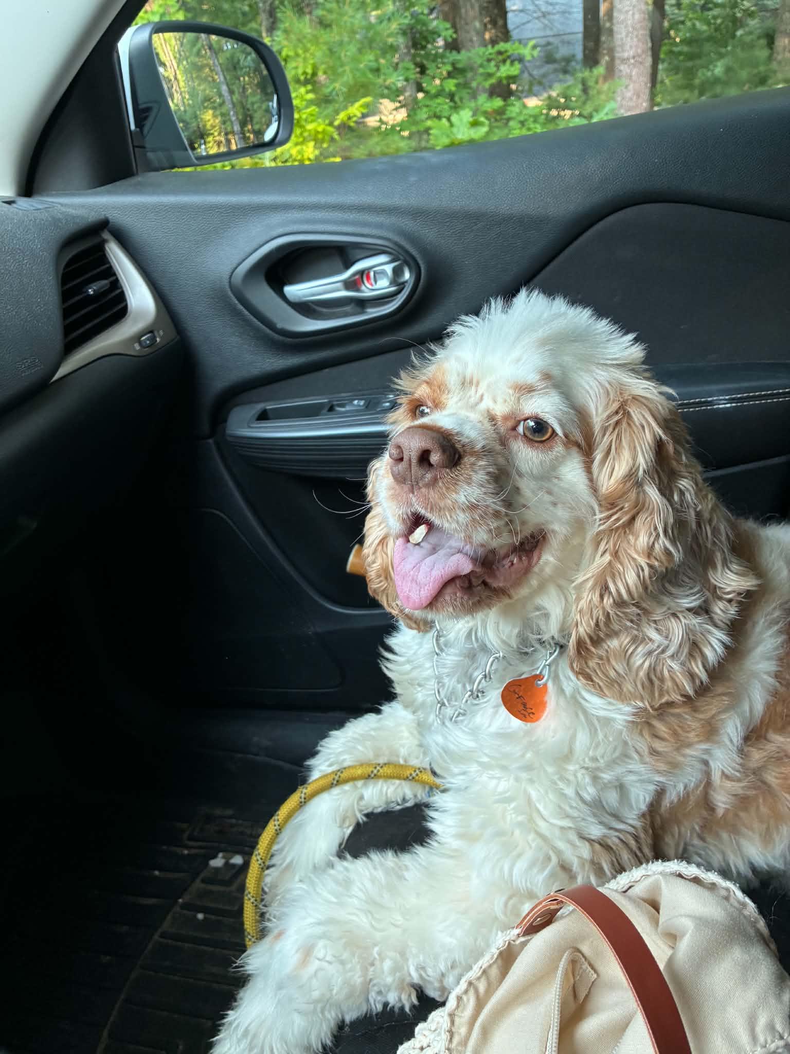 Enlarge Henry, a Adoptable Cocker Spaniel in Acushnet, MA image 1/1