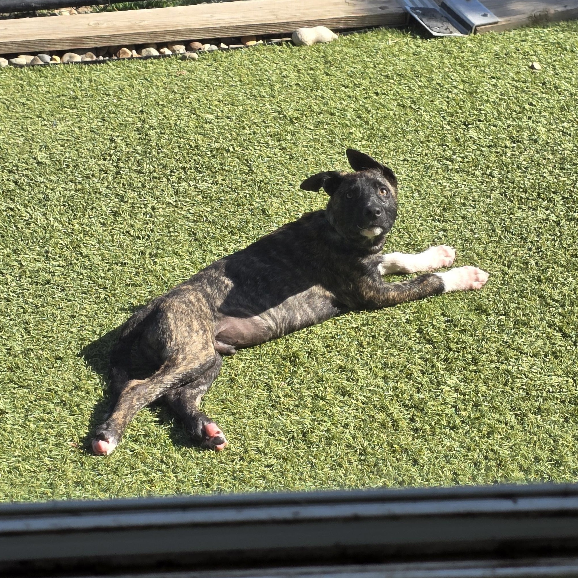 Enlarge Sparrow , a ADOPTABLE mixed breed in Tracy, CA image 3/3