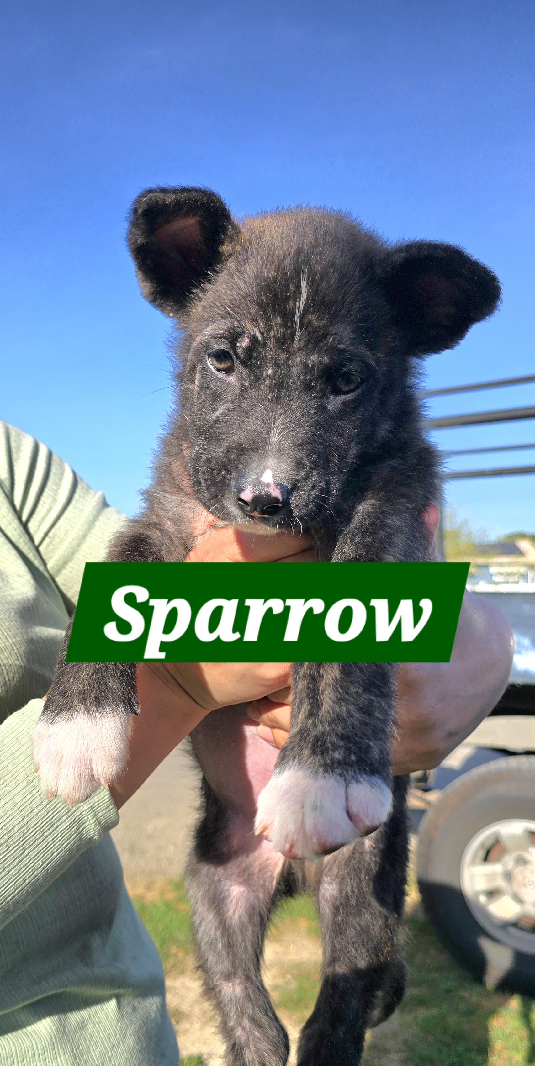 Enlarge Sparrow , a ADOPTABLE mixed breed in Tracy, CA image 2/2