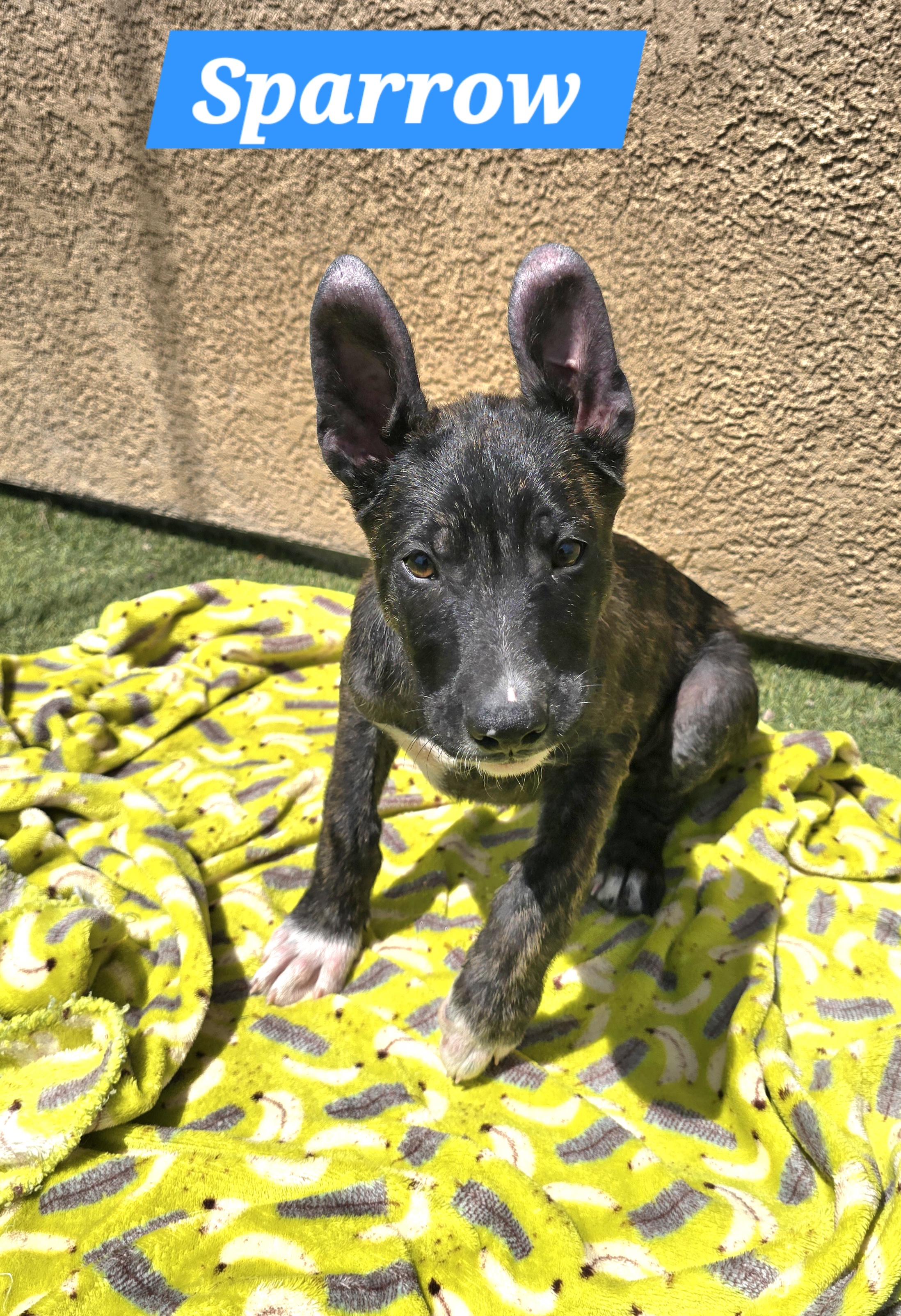 Enlarge Sparrow , a ADOPTABLE mixed breed in Tracy, CA image 2/3