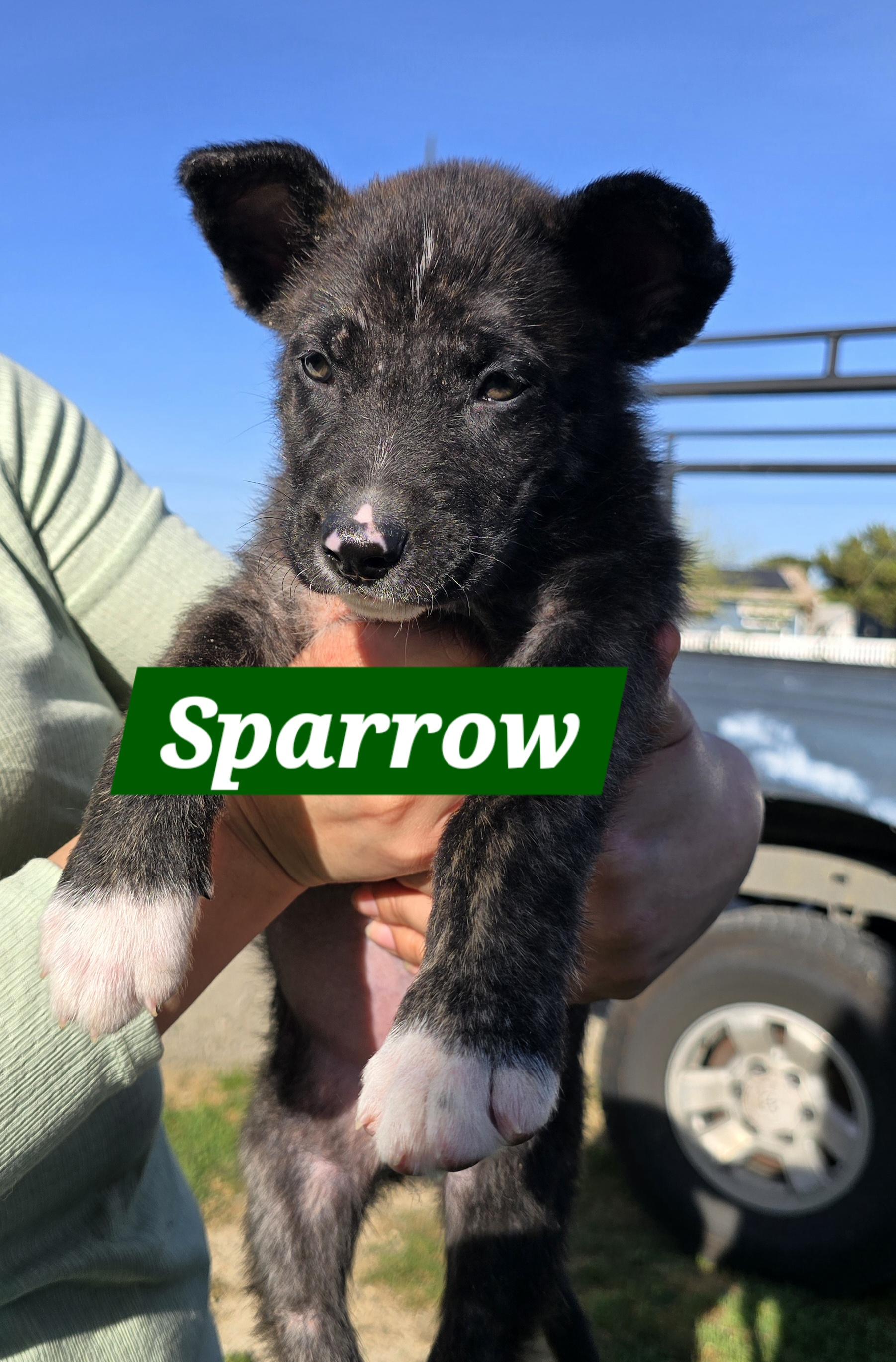 Sparrow , ADOPTABLE, Puppy Male German Shepherd Dog.