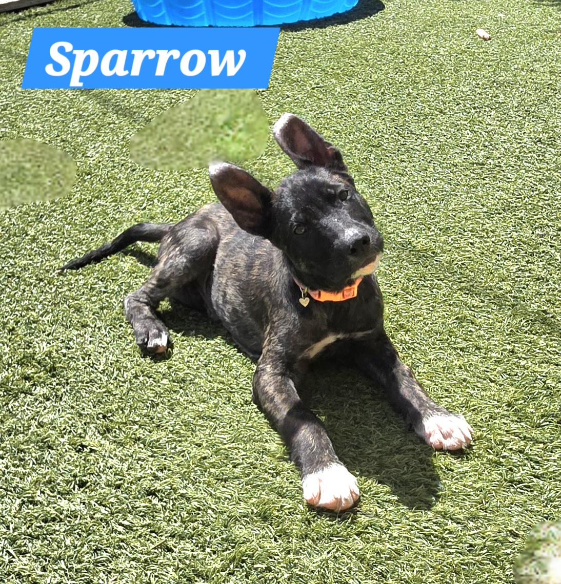 Sparrow , ADOPTABLE, Puppy Male German Shepherd Dog.