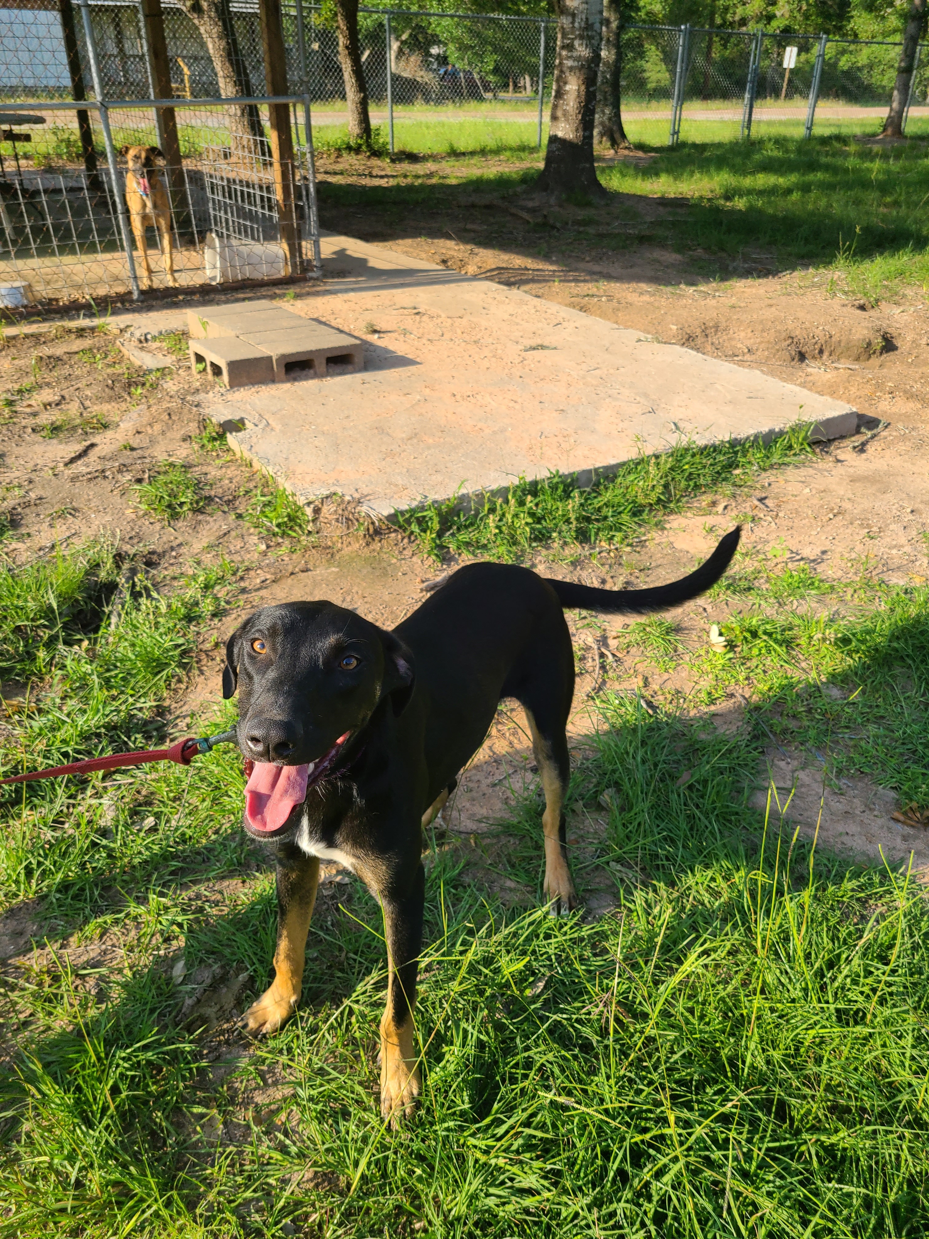 Yosef, Young Male Labrador Retriever
