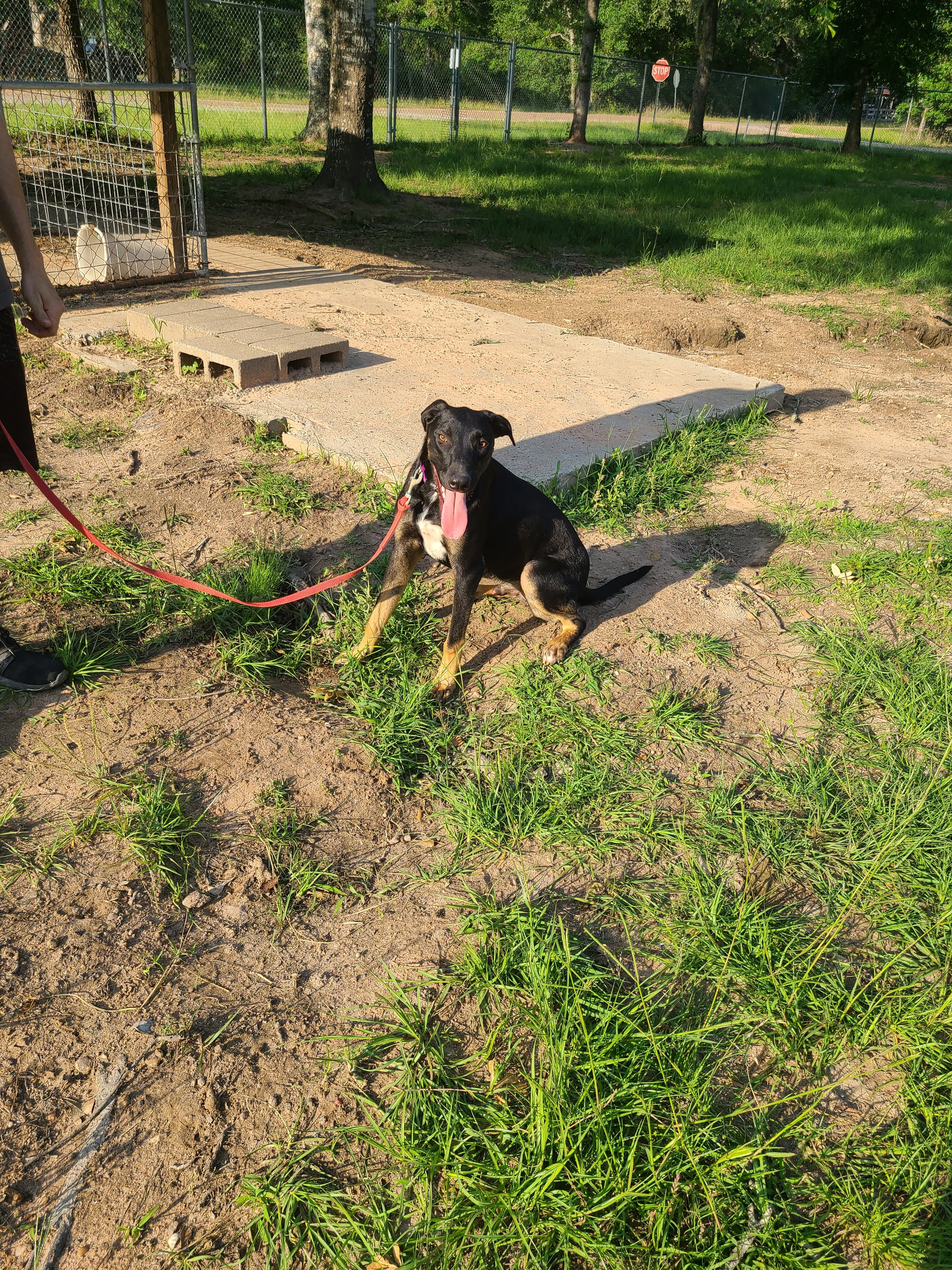 Enlarge Yosef, a Adoptable mixed breed in Sheridan, TX image 2/6