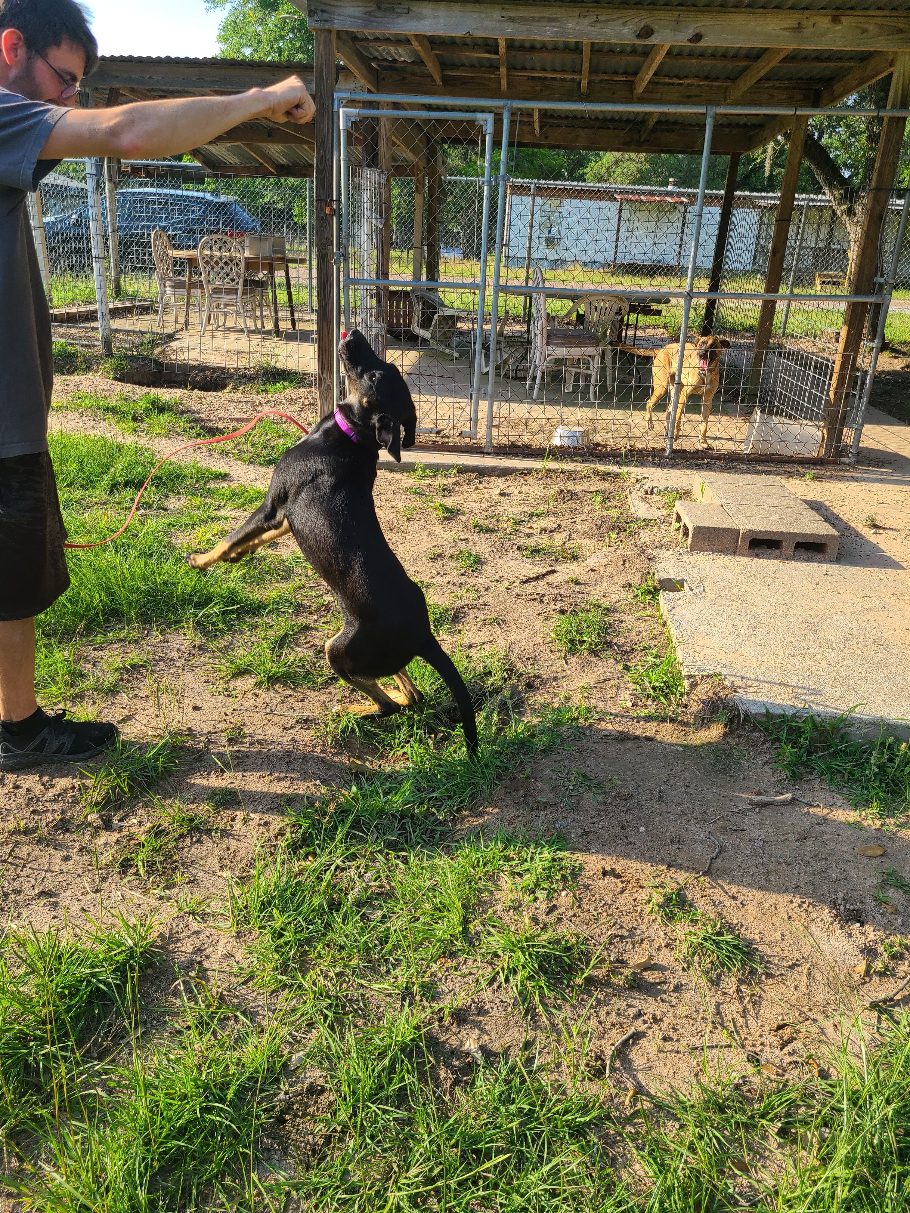 Enlarge Yosef, a Adoptable mixed breed in Sheridan, TX image 3/6