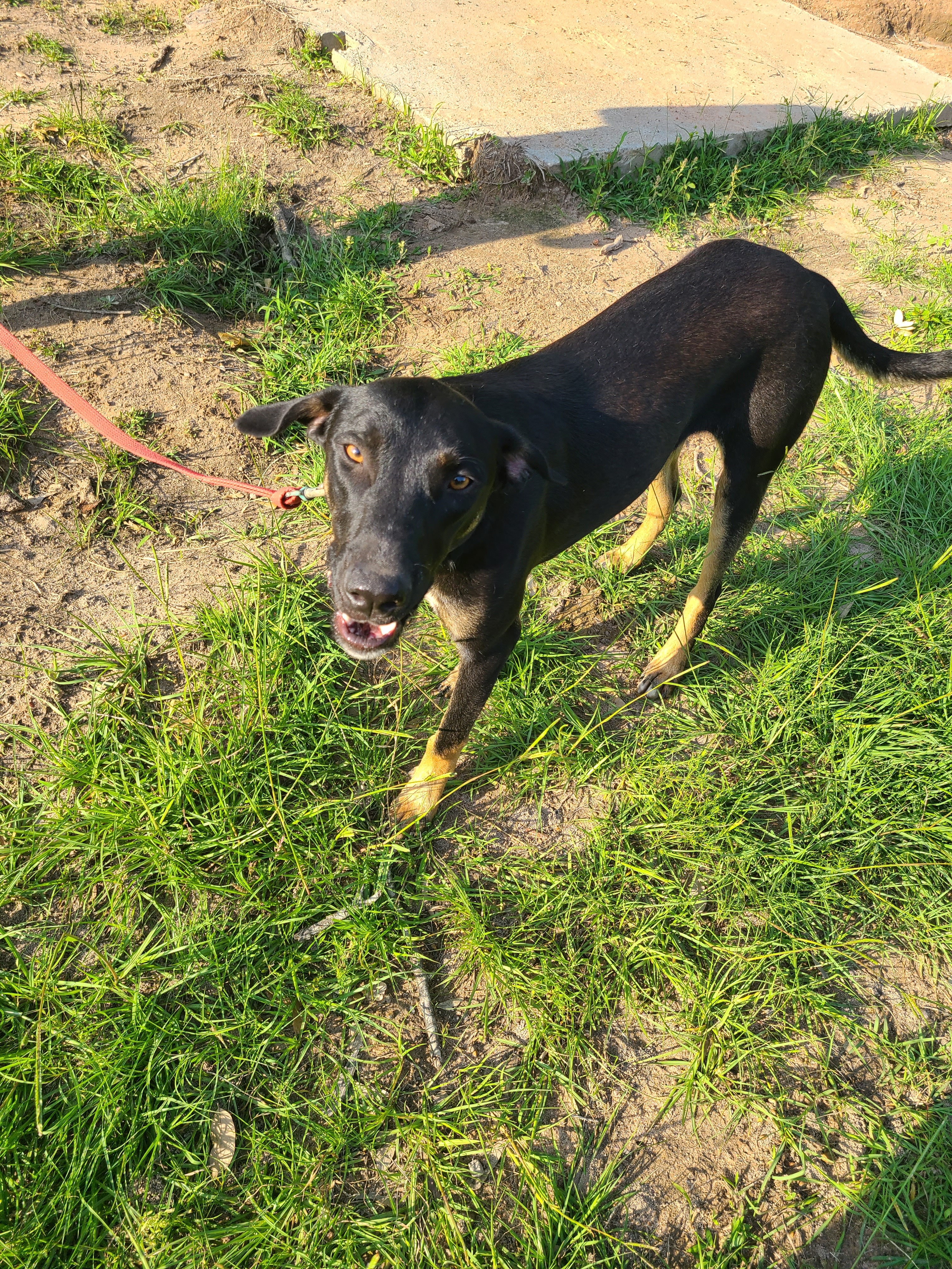 Enlarge Yosef, a Adoptable mixed breed in Sheridan, TX image 4/6