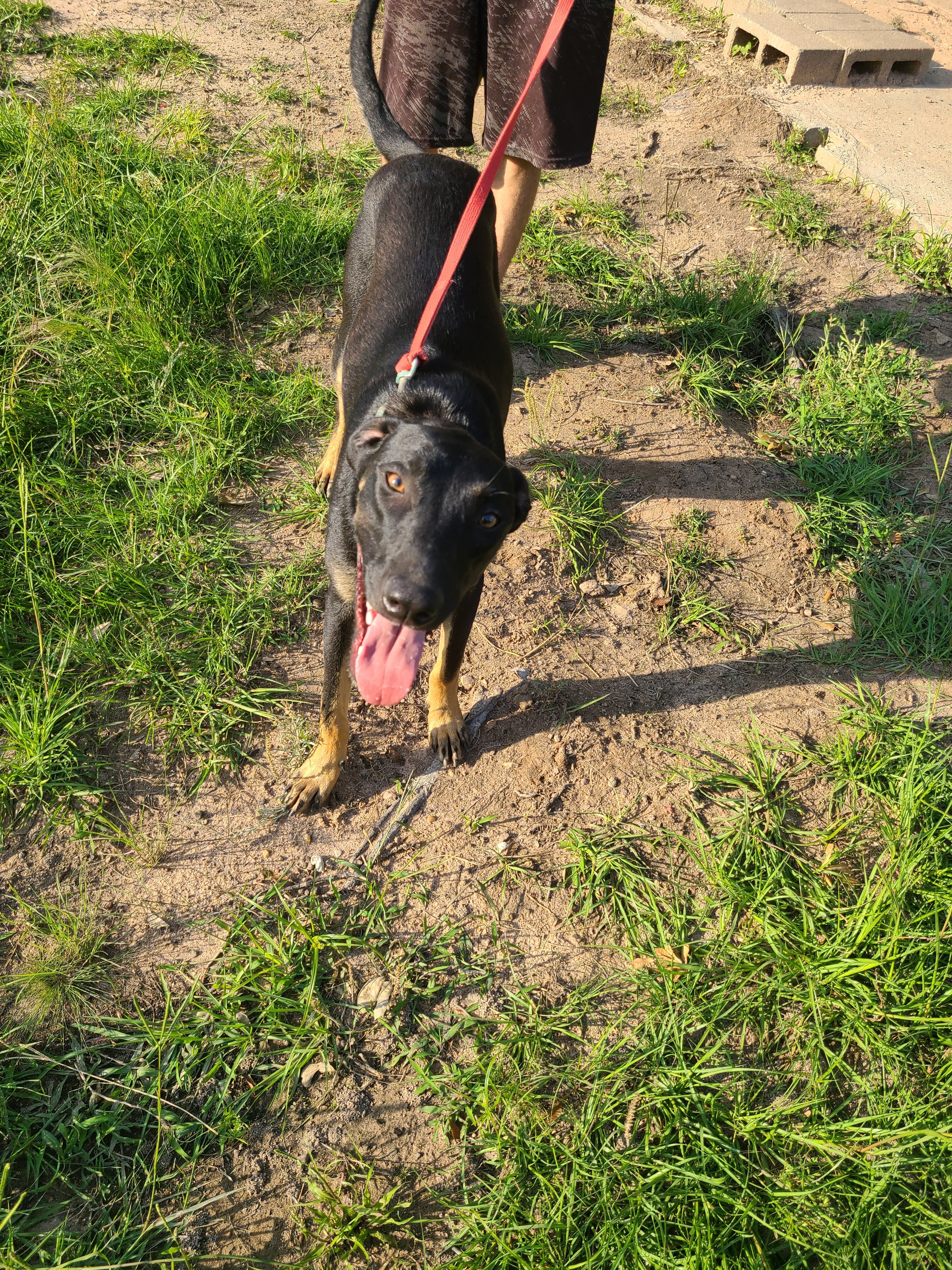 Enlarge Yosef, a Adoptable mixed breed in Sheridan, TX image 5/6
