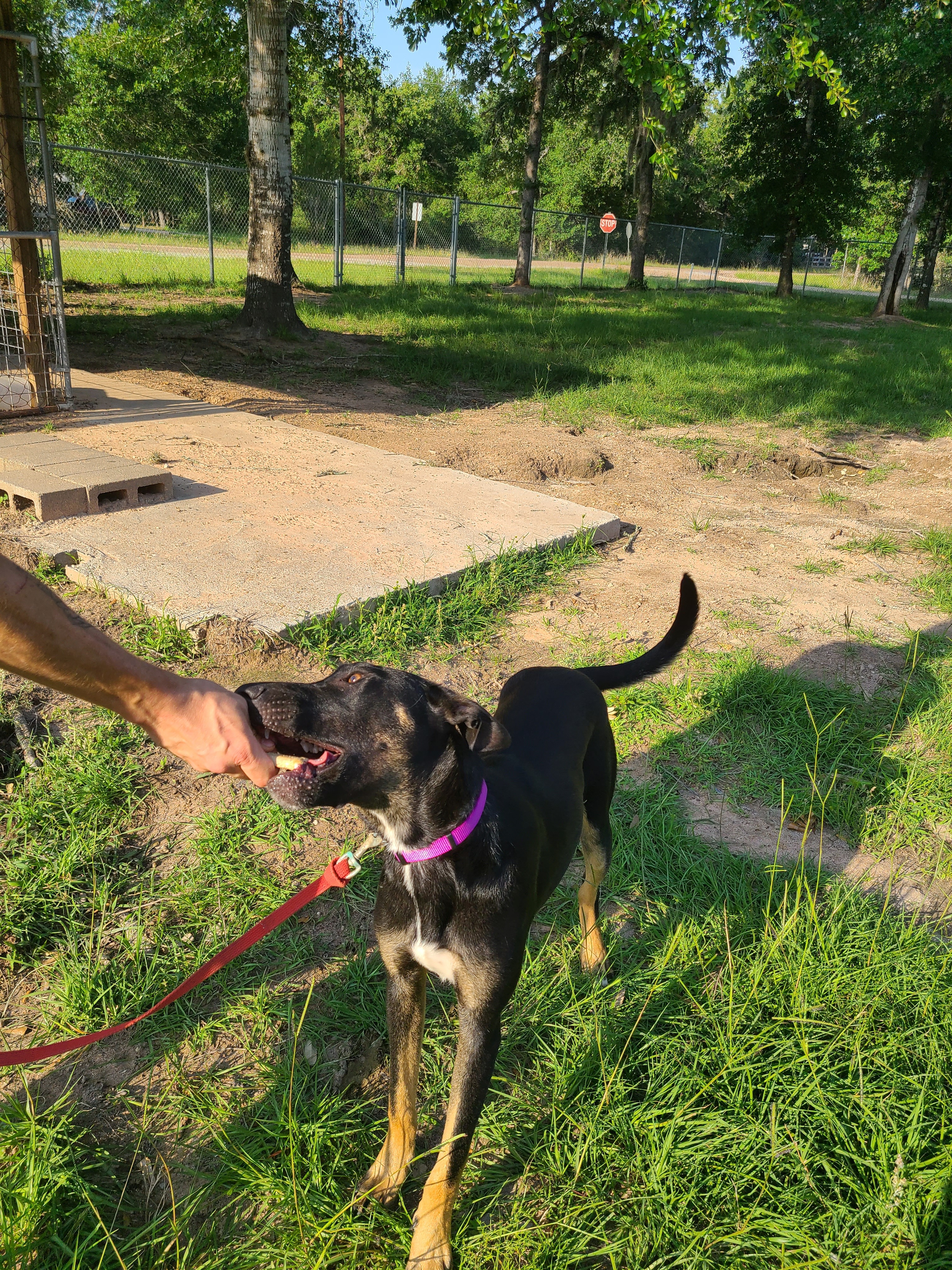 Enlarge Yosef, a Adoptable mixed breed in Sheridan, TX image 6/6
