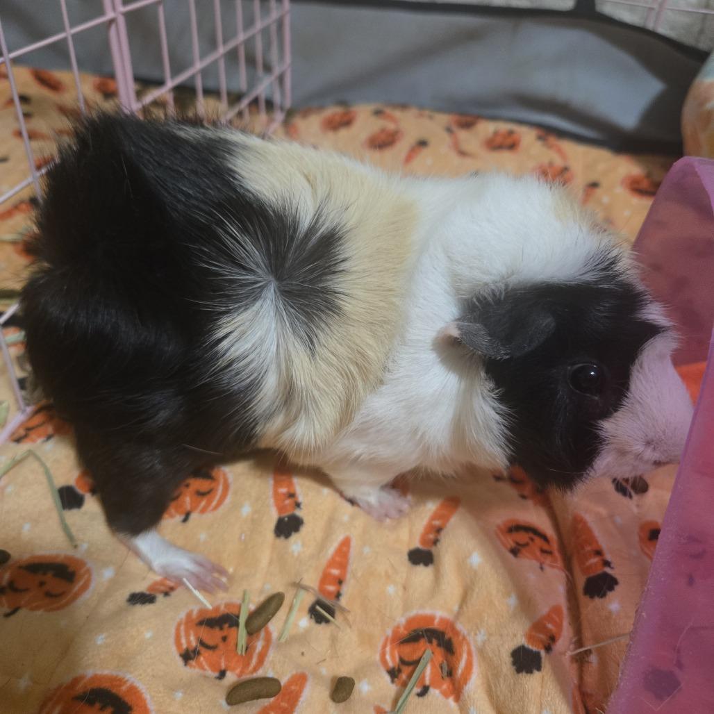 William, Adoptable, Adult Male Guinea Pig.