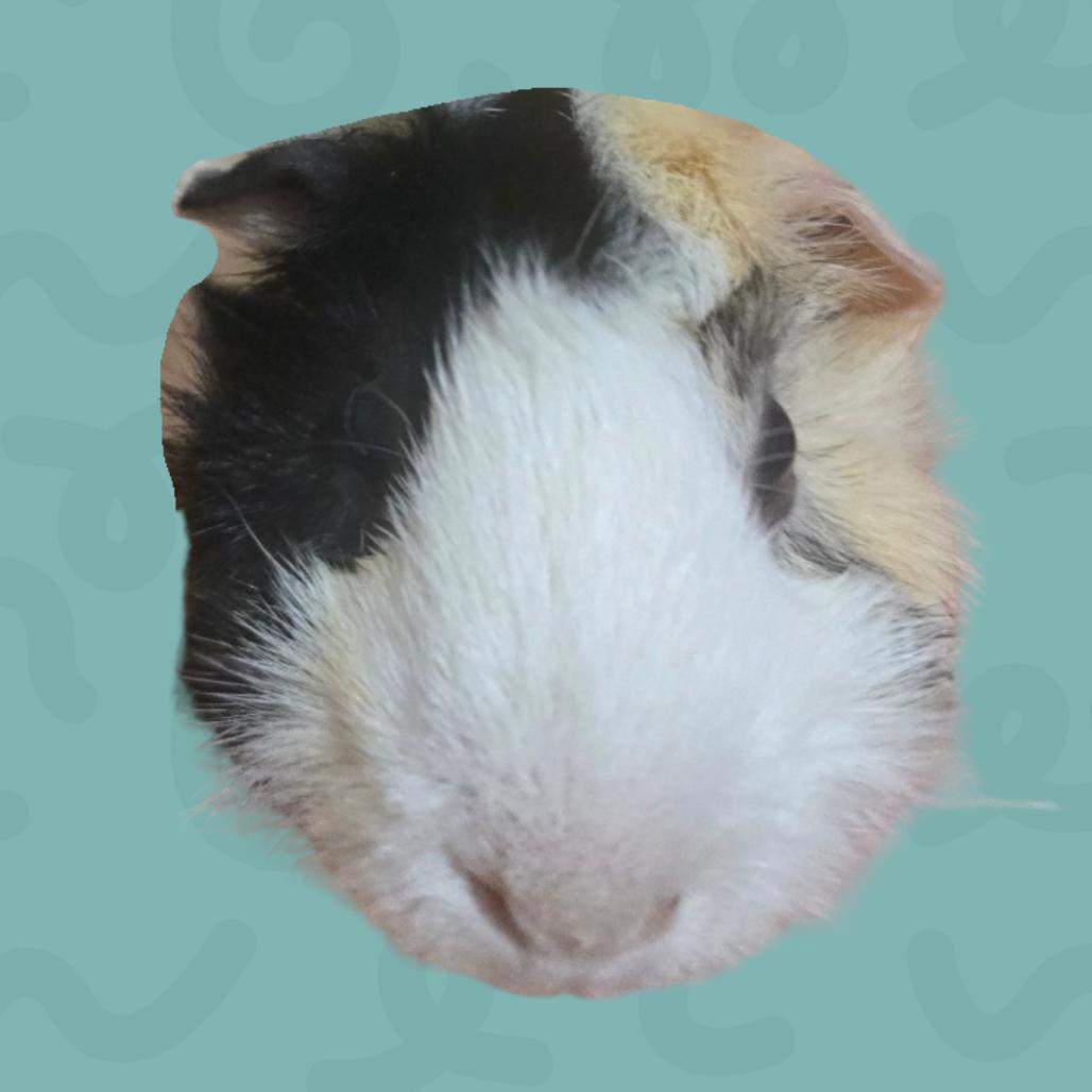 William, a Adoptable Guinea Pig in Reno, NV image 2/4