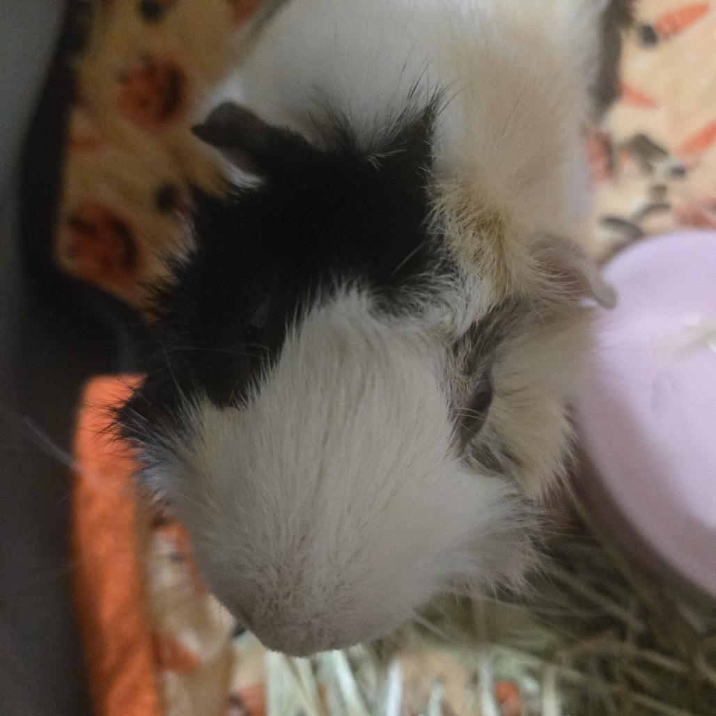 William, a Adoptable Guinea Pig in Reno, NV image 3/4