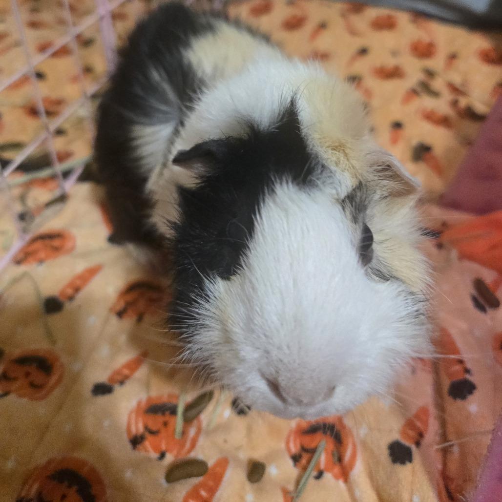 William, a Adoptable Guinea Pig in Reno, NV image 4/4