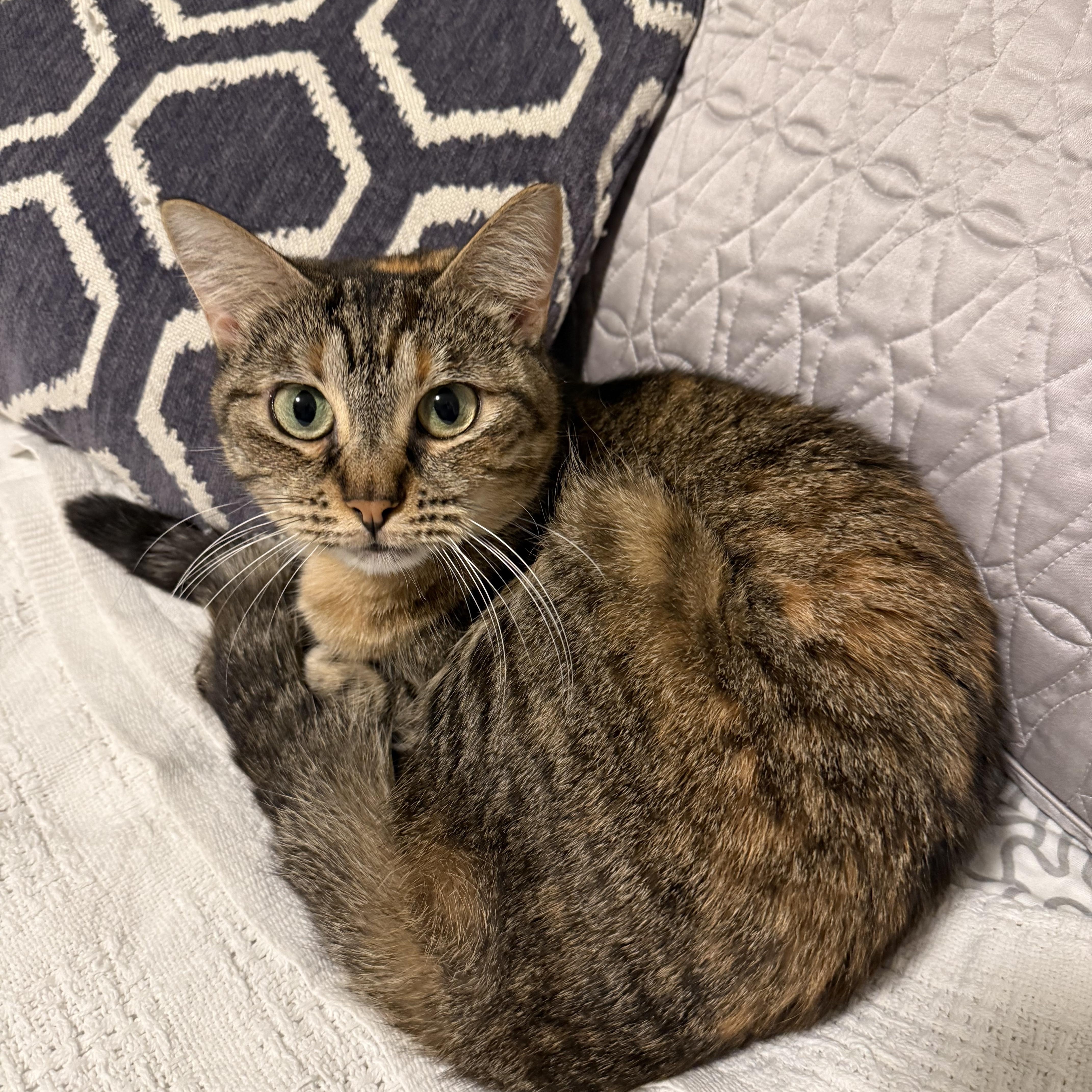 Clara Louise, Adoptable, Adult Female Domestic Short Hair.