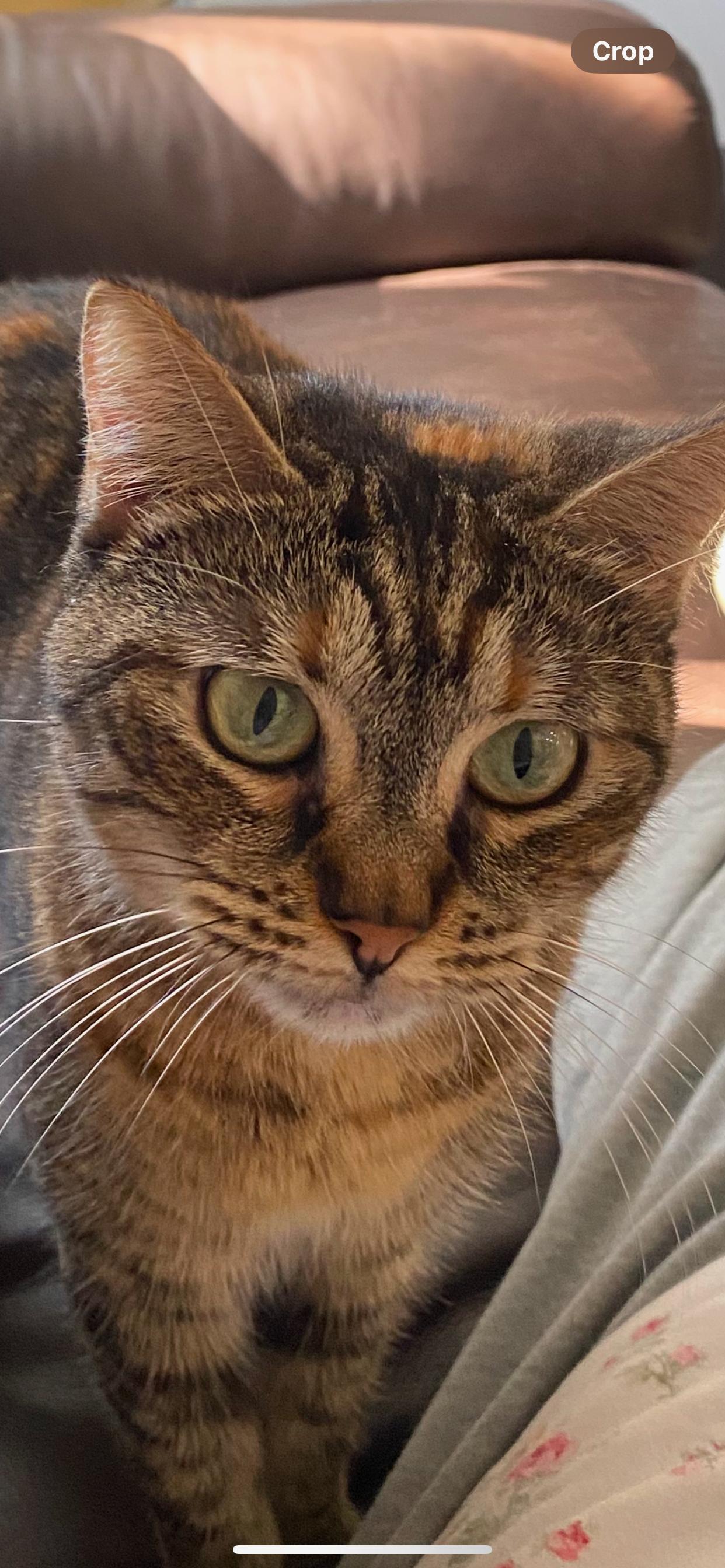 Enlarge Clara Louise, a Adoptable Domestic Short Hair in Fitchburg, MA image 4/5