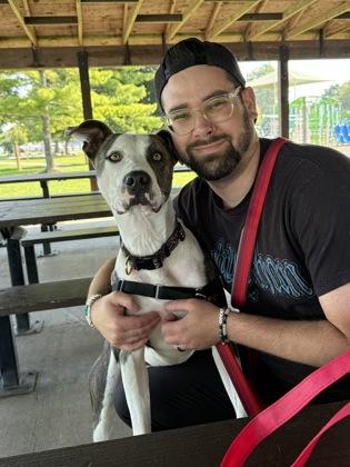 Romeo, Adoptable, Young Male Pit Bull Terrier & Mixed Breed.