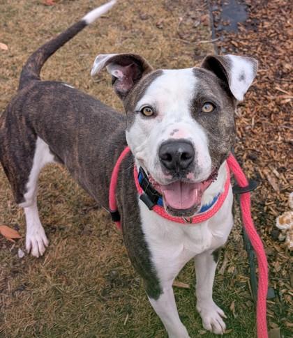 Romeo, Adoptable, Adult Male Pit Bull Terrier & Mixed Breed.