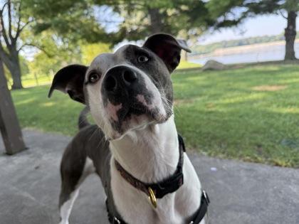 Romeo, Adoptable, Young Male Pit Bull Terrier & Mixed Breed.