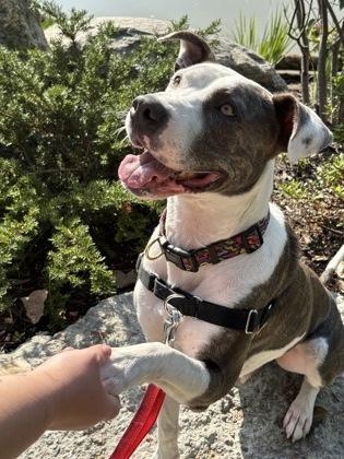Enlarge Romeo, a Adoptable mixed breed in Fishers, IN image 2/3