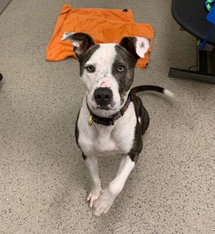 Enlarge Romeo, a Adoptable mixed breed in Fishers, IN image 2/3