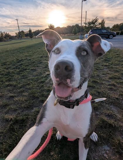 Enlarge Romeo, a Adoptable mixed breed in Fishers, IN image 3/3