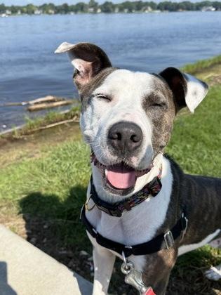 Enlarge Romeo, a Adoptable mixed breed in Fishers, IN image 3/3