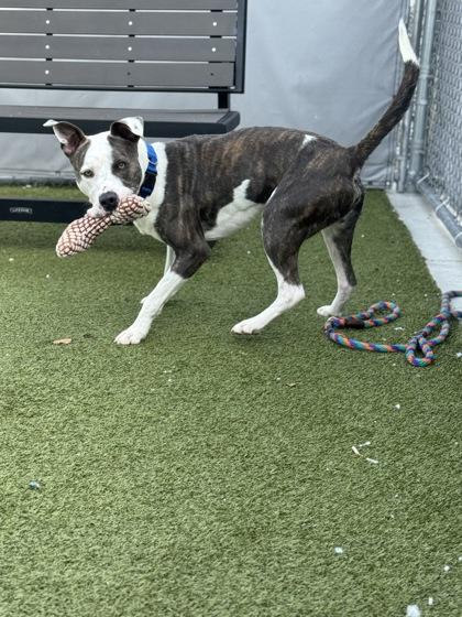 Enlarge Romeo, a Adoptable mixed breed in Fishers, IN image 3/3