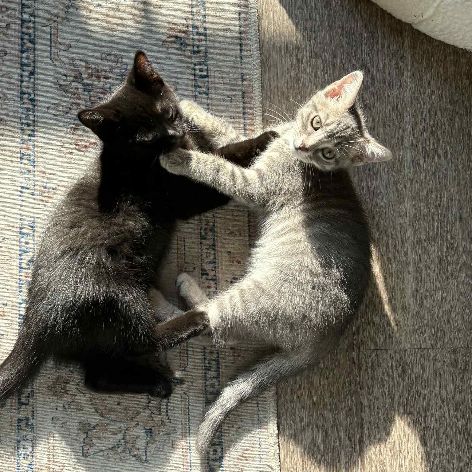 Boo Gray - in foster home