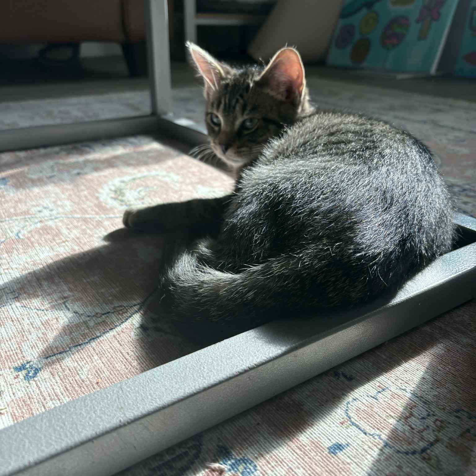 Boo Gray - in foster home