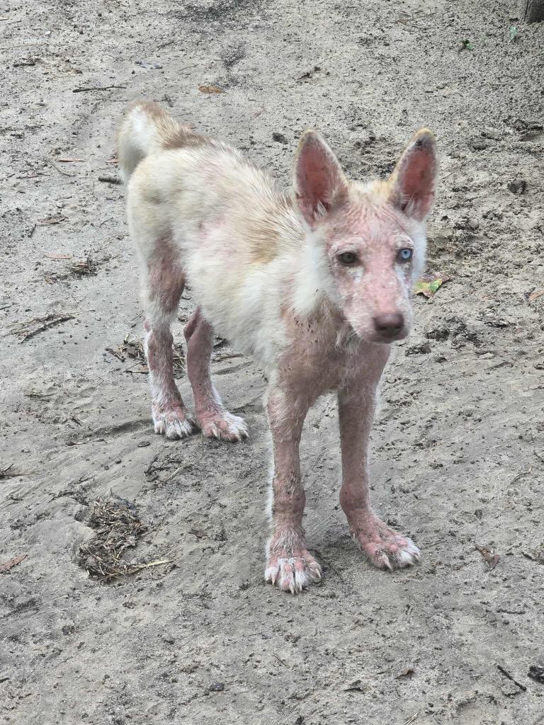 Enlarge Yote, a Adopted mixed breed in Waynesville, GA image 1/2