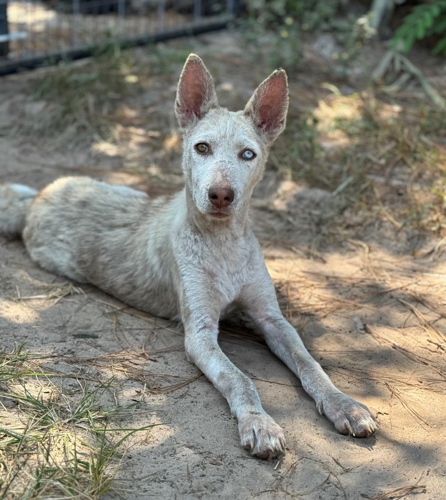 Enlarge Yote, a Adopted mixed breed in Waynesville, GA image 2/2