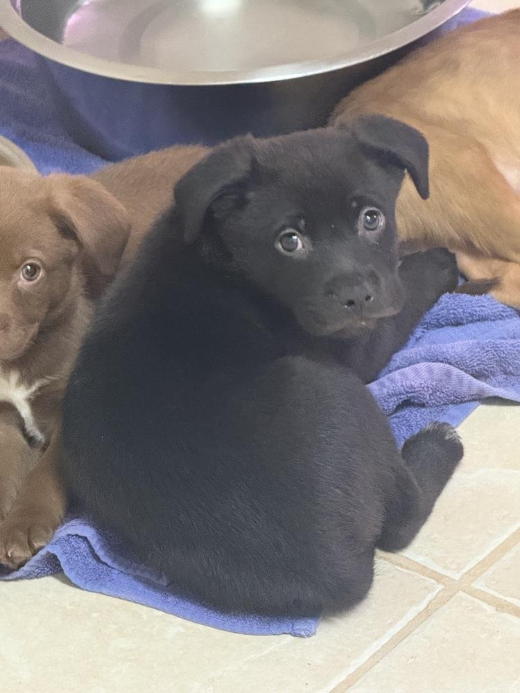 The Light Puppies : Moonlight, Adopted, Puppy Male Labrador Retriever & Pit Bull Terrier.