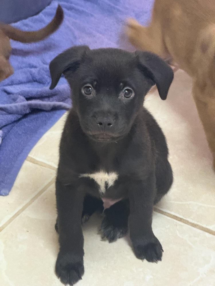 The Light Puppies : Moonlight, a Adopted mixed breed in Osgood, IN image 2/2