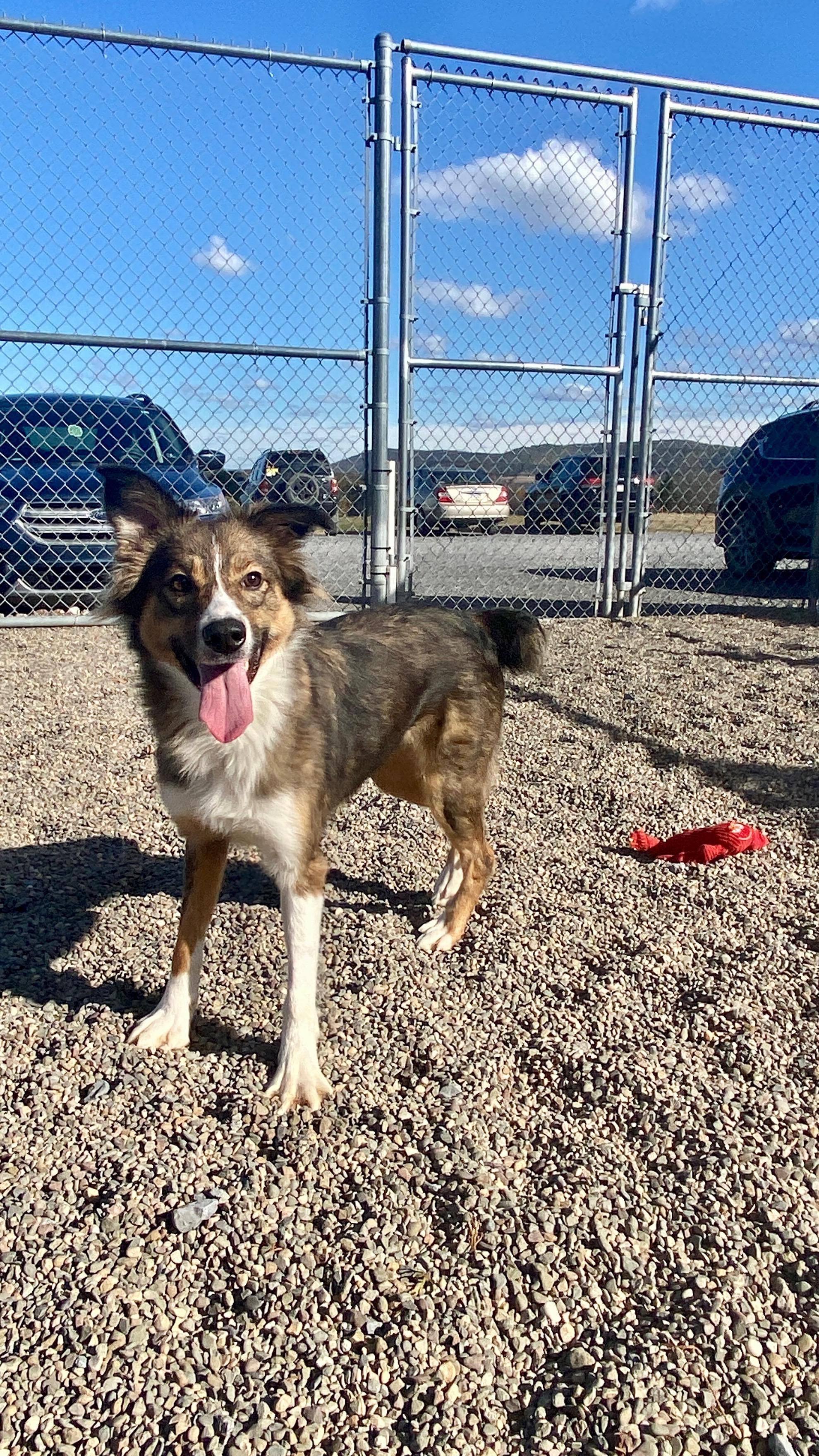 Emma, Adoptable, Young Female Australian Shepherd & Shetland Sheepdog / Sheltie.