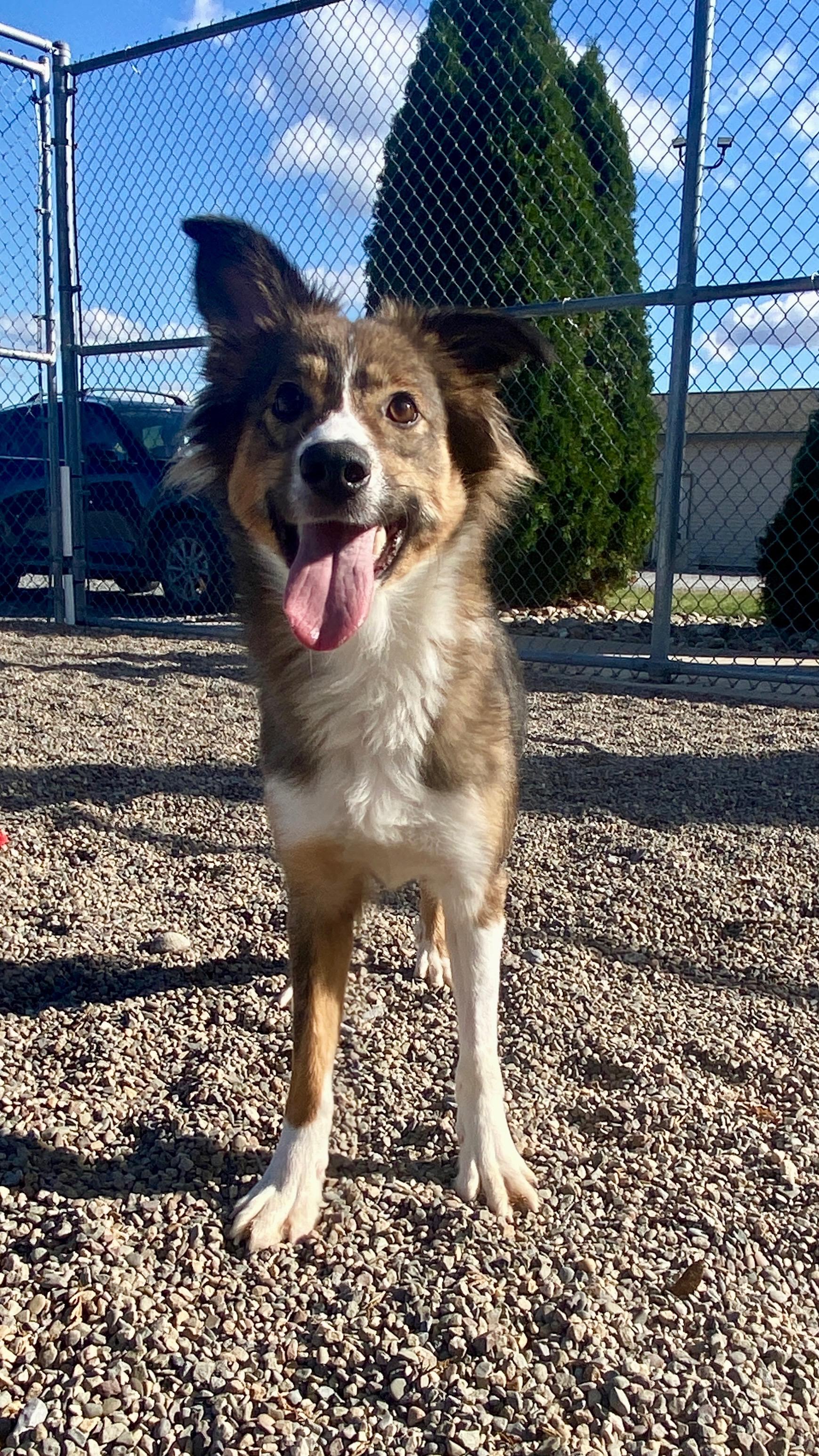 Enlarge Emma, a Adoptable mixed breed in Sunbury, PA image 2/6