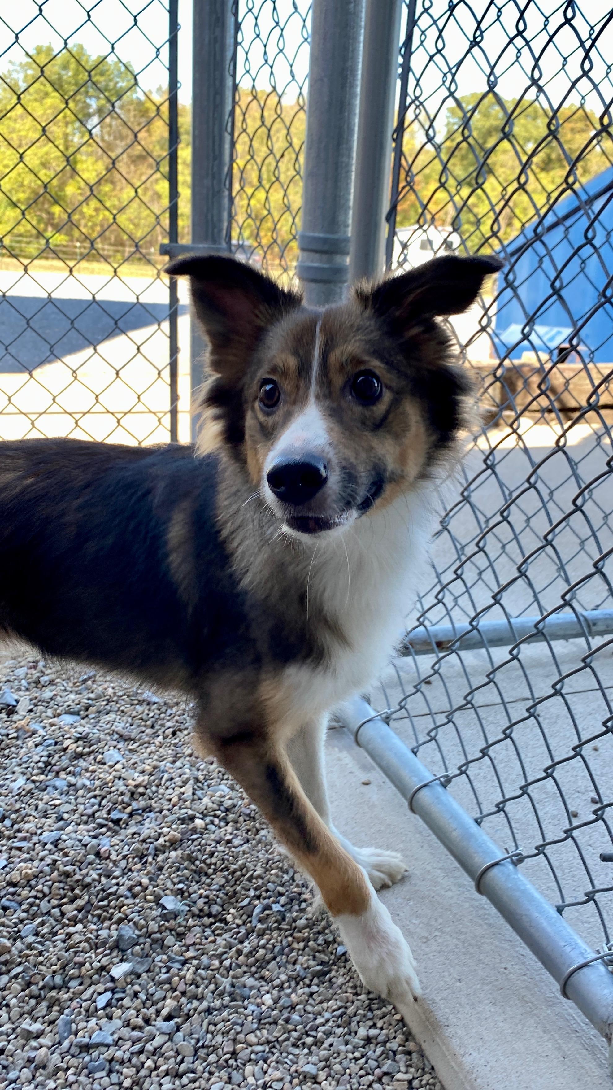 Enlarge Emma, a Adoptable mixed breed in Sunbury, PA image 4/6