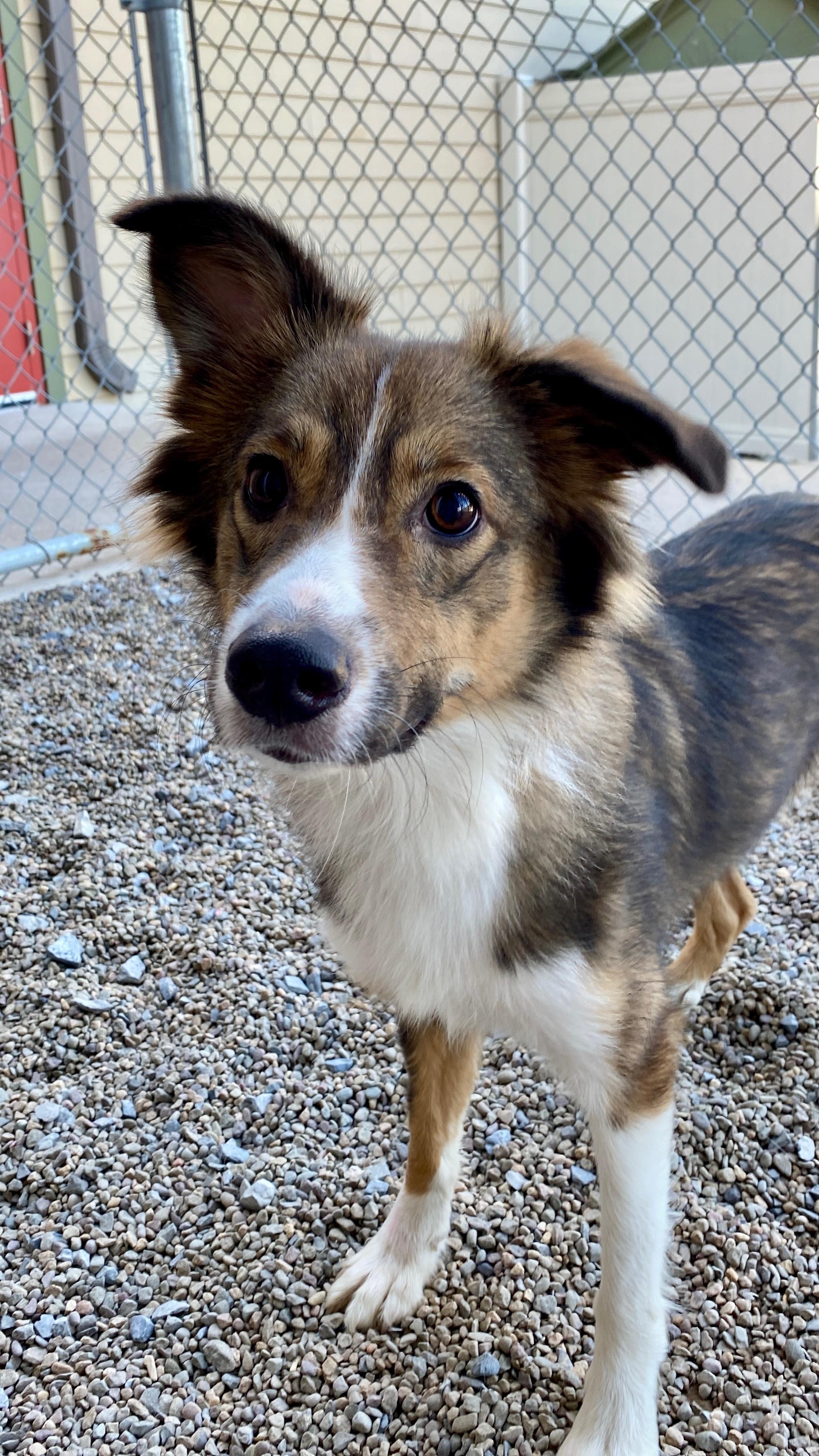 Enlarge Emma, a Adoptable mixed breed in Sunbury, PA image 5/6