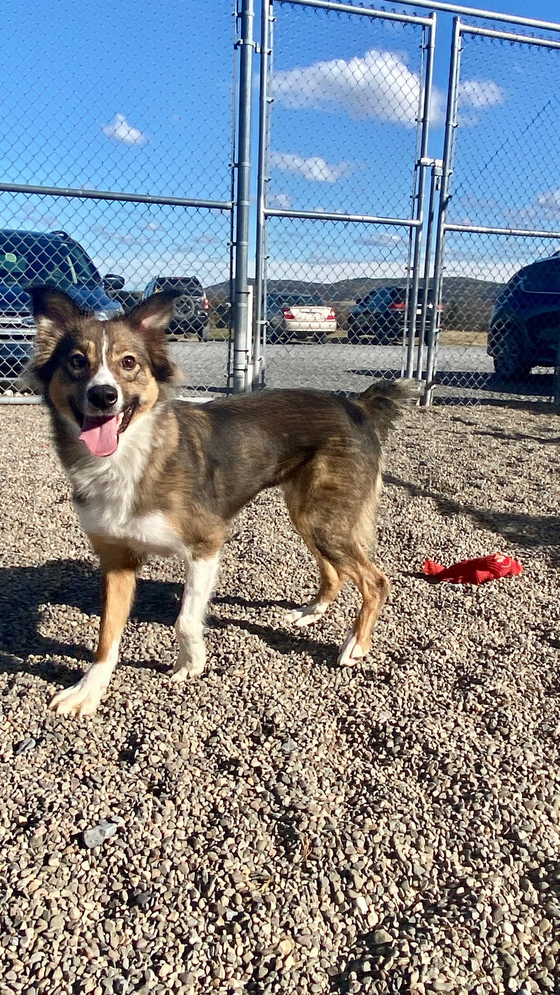 Enlarge Emma, a Adoptable mixed breed in Sunbury, PA image 6/6
