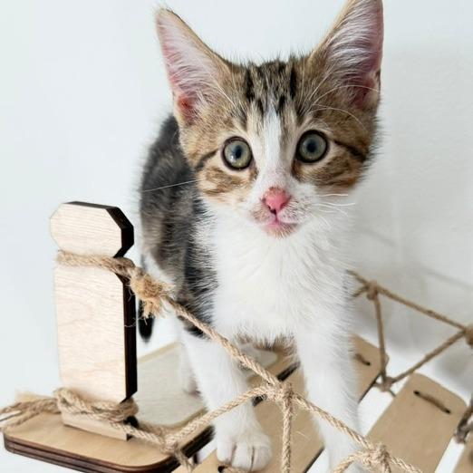 Rowan, Adopted, Kitten Male Domestic Short Hair.