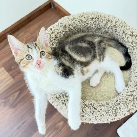 Enlarge Rowan, a Adopted Domestic Short Hair in Naperville, IL image 2/3