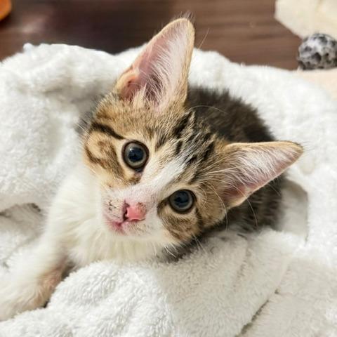 Enlarge Rowan, a Adopted Domestic Short Hair in Naperville, IL image 3/3