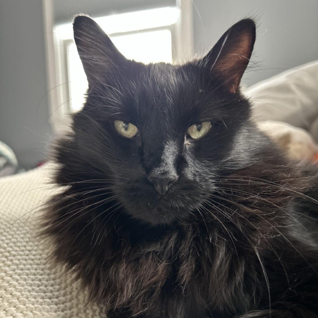 Enlarge Nighthawk, a Adoptable Domestic Long Hair in South Burlington, VT image 1/6