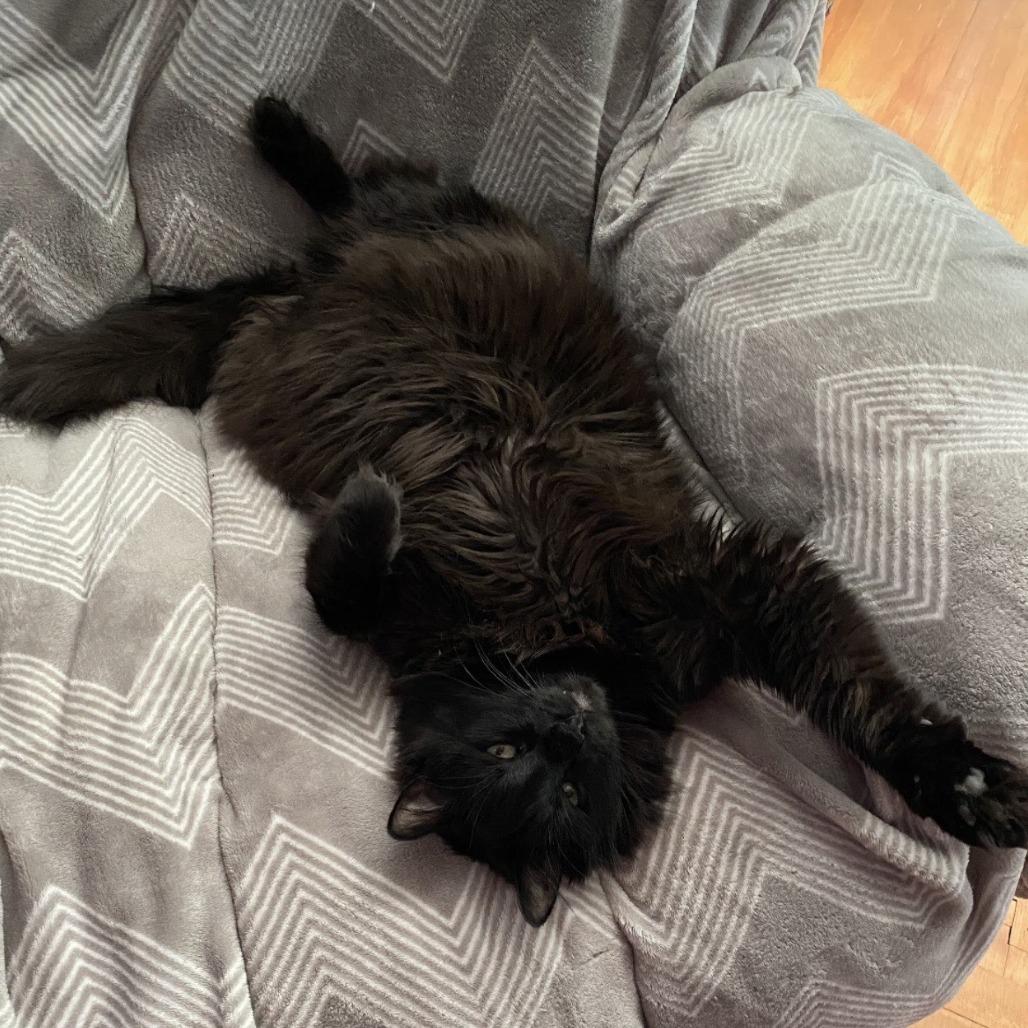 Enlarge Nighthawk, a Adoptable Domestic Long Hair in South Burlington, VT image 2/6