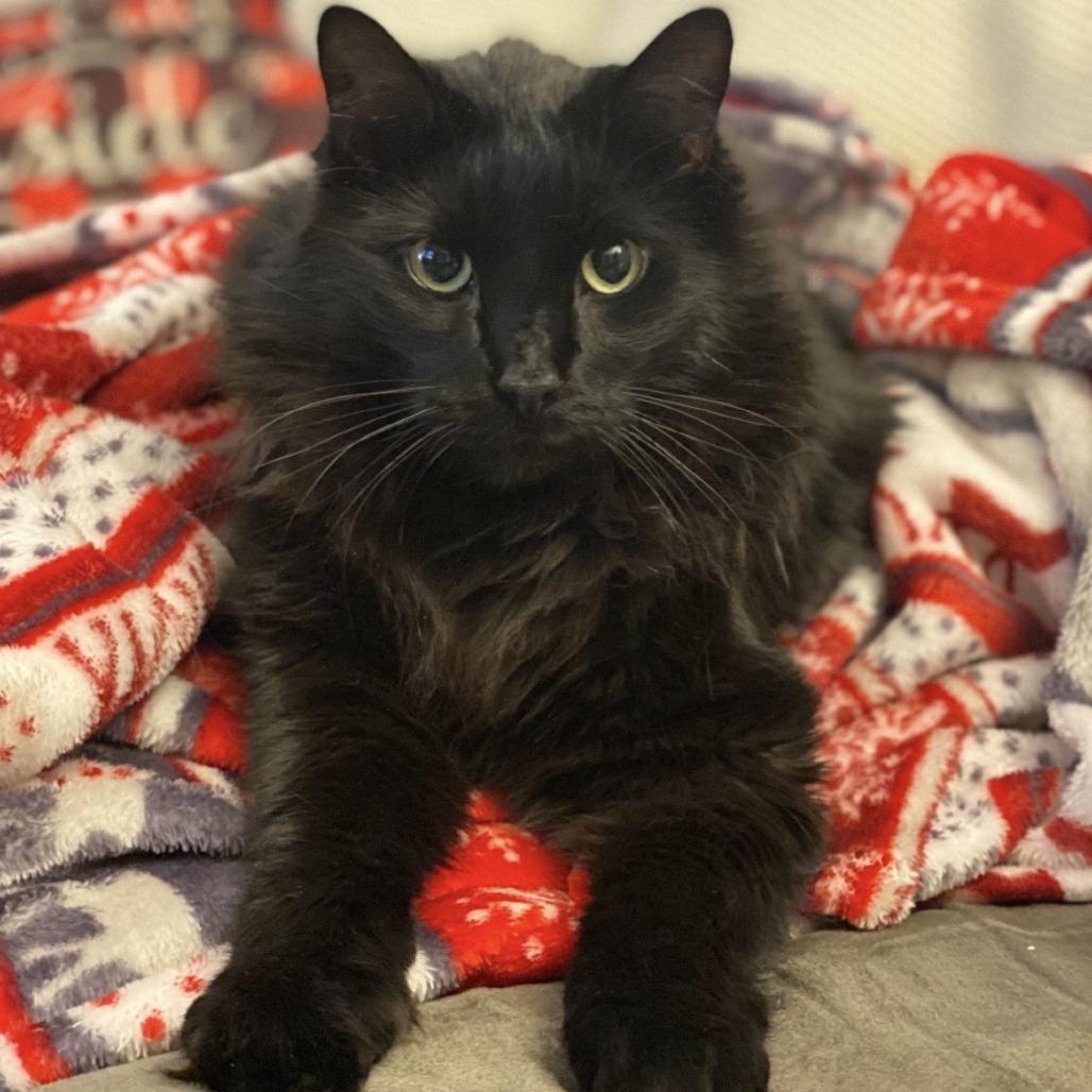 Enlarge Nighthawk, a Adoptable Domestic Long Hair in South Burlington, VT image 3/6